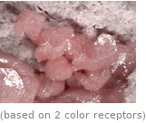  (based on 2 color receptors)