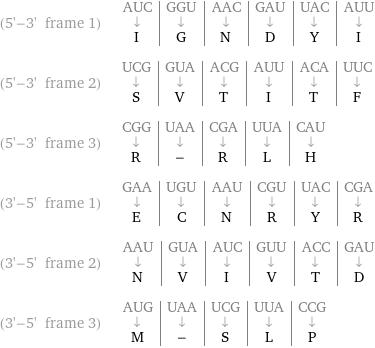 (5'-3' frame 1) | AUC | GGU | AAC | GAU | UAC | AUU ↓ | ↓ | ↓ | ↓ | ↓ | ↓ I | G | N | D | Y | I (5'-3' frame 2) | UCG | GUA | ACG | AUU | ACA | UUC ↓ | ↓ | ↓ | ↓ | ↓ | ↓ S | V | T | I | T | F (5'-3' frame 3) | CGG | UAA | CGA | UUA | CAU ↓ | ↓ | ↓ | ↓ | ↓ R | - | R | L | H (3'-5' frame 1) | GAA | UGU | AAU | CGU | UAC | CGA ↓ | ↓ | ↓ | ↓ | ↓ | ↓ E | C | N | R | Y | R (3'-5' frame 2) | AAU | GUA | AUC | GUU | ACC | GAU ↓ | ↓ | ↓ | ↓ | ↓ | ↓ N | V | I | V | T | D (3'-5' frame 3) | AUG | UAA | UCG | UUA | CCG ↓ | ↓ | ↓ | ↓ | ↓ M | - | S | L | P
