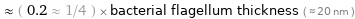  ≈ ( 0.2 ≈ 1/4 ) × bacterial flagellum thickness ( ≈ 20 nm )