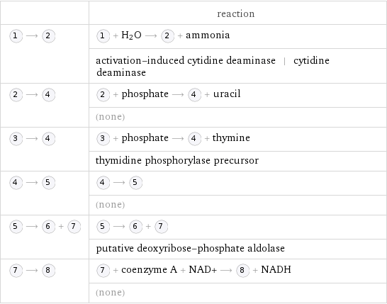  | reaction  ⟶ | + H_2O ⟶ + ammonia  | activation-induced cytidine deaminase | cytidine deaminase  ⟶ | + phosphate ⟶ + uracil  | (none)  ⟶ | + phosphate ⟶ + thymine  | thymidine phosphorylase precursor  ⟶ | ⟶   | (none)  ⟶ + | ⟶ +   | putative deoxyribose-phosphate aldolase  ⟶ | + coenzyme A + NAD+ ⟶ + NADH  | (none)