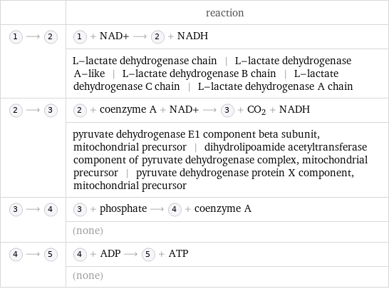  | reaction  ⟶ | + NAD+ ⟶ + NADH  | L-lactate dehydrogenase chain | L-lactate dehydrogenase A-like | L-lactate dehydrogenase B chain | L-lactate dehydrogenase C chain | L-lactate dehydrogenase A chain  ⟶ | + coenzyme A + NAD+ ⟶ + CO_2 + NADH  | pyruvate dehydrogenase E1 component beta subunit, mitochondrial precursor | dihydrolipoamide acetyltransferase component of pyruvate dehydrogenase complex, mitochondrial precursor | pyruvate dehydrogenase protein X component, mitochondrial precursor  ⟶ | + phosphate ⟶ + coenzyme A  | (none)  ⟶ | + ADP ⟶ + ATP  | (none)