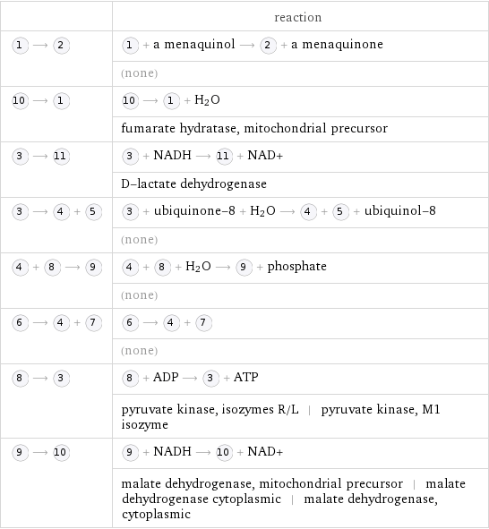  | reaction  ⟶ | + a menaquinol ⟶ + a menaquinone  | (none)  ⟶ | ⟶ + H_2O  | fumarate hydratase, mitochondrial precursor  ⟶ | + NADH ⟶ + NAD+  | D-lactate dehydrogenase  ⟶ + | + ubiquinone-8 + H_2O ⟶ + + ubiquinol-8  | (none)  + ⟶ | + + H_2O ⟶ + phosphate  | (none)  ⟶ + | ⟶ +   | (none)  ⟶ | + ADP ⟶ + ATP  | pyruvate kinase, isozymes R/L | pyruvate kinase, M1 isozyme  ⟶ | + NADH ⟶ + NAD+  | malate dehydrogenase, mitochondrial precursor | malate dehydrogenase cytoplasmic | malate dehydrogenase, cytoplasmic