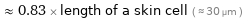  ≈ 0.83 × length of a skin cell ( ≈ 30 µm )