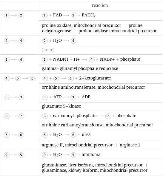  | reaction  ⟶ | + FAD ⟶ + FADH_2  | proline oxidase, mitochondrial precursor | proline dehydrogenase | proline oxidase mitochondrial precursor  ⟶ | + H_2O ⟶   | (none)  ⟶ | + NADPH + H+ ⟶ + NADP+ + phosphate  | gamma-glutamyl phosphate reductase  + ⟶ | + ⟶ + 2-ketoglutarate  | ornithine aminotransferase, mitochondrial precursor  ⟶ | + ATP ⟶ + ADP  | glutamate 5-kinase  ⟶ | + carbamoyl-phosphate ⟶ + phosphate  | ornithine carbamoyltransferase, mitochondrial precursor  ⟶ | + H_2O ⟶ + urea  | arginase II, mitochondrial precursor | arginase 1  ⟶ | + H_2O ⟶ + ammonia  | glutaminase, liver isoform, mitochondrial precursor | glutaminase, kidney isoform, mitochondrial precursor