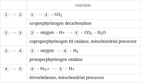  | reaction  ⟶ | ⟶ + CO_2  | uroporphyrinogen decarboxylase  ⟶ | + oxygen + H+ ⟶ + CO_2 + H_2O  | coproporphyrinogen III oxidase, mitochondrial precursor  ⟶ | + oxygen ⟶ + H_2  | protoporphyrinogen oxidase  ⟶ | + Fe_2+ ⟶ + H+  | ferrochelatase, mitochondrial precursor