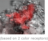  (based on 2 color receptors)