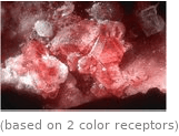  (based on 2 color receptors)