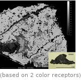  (based on 2 color receptors)