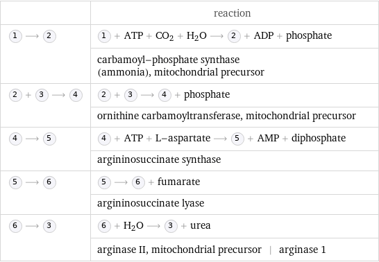  | reaction  ⟶ | + ATP + CO_2 + H_2O ⟶ + ADP + phosphate  | carbamoyl-phosphate synthase (ammonia), mitochondrial precursor  + ⟶ | + ⟶ + phosphate  | ornithine carbamoyltransferase, mitochondrial precursor  ⟶ | + ATP + L-aspartate ⟶ + AMP + diphosphate  | argininosuccinate synthase  ⟶ | ⟶ + fumarate  | argininosuccinate lyase  ⟶ | + H_2O ⟶ + urea  | arginase II, mitochondrial precursor | arginase 1