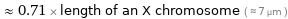  ≈ 0.71 × length of an X chromosome ( ≈ 7 µm )