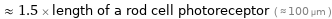  ≈ 1.5 × length of a rod cell photoreceptor ( ≈ 100 µm )