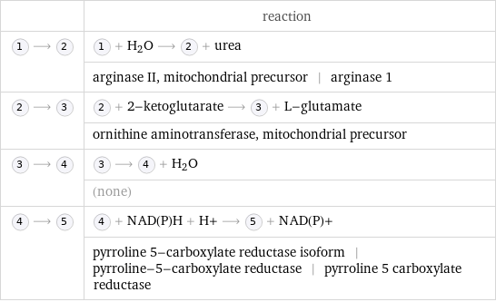  | reaction  ⟶ | + H_2O ⟶ + urea  | arginase II, mitochondrial precursor | arginase 1  ⟶ | + 2-ketoglutarate ⟶ + L-glutamate  | ornithine aminotransferase, mitochondrial precursor  ⟶ | ⟶ + H_2O  | (none)  ⟶ | + NAD(P)H + H+ ⟶ + NAD(P)+  | pyrroline 5-carboxylate reductase isoform | pyrroline-5-carboxylate reductase | pyrroline 5 carboxylate reductase