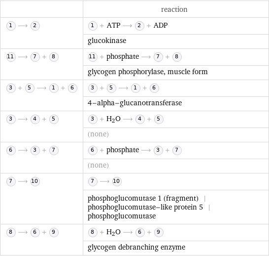  | reaction  ⟶ | + ATP ⟶ + ADP  | glucokinase  ⟶ + | + phosphate ⟶ +   | glycogen phosphorylase, muscle form  + ⟶ + | + ⟶ +   | 4-alpha-glucanotransferase  ⟶ + | + H_2O ⟶ +   | (none)  ⟶ + | + phosphate ⟶ +   | (none)  ⟶ | ⟶   | phosphoglucomutase 1 (fragment) | phosphoglucomutase-like protein 5 | phosphoglucomutase  ⟶ + | + H_2O ⟶ +   | glycogen debranching enzyme