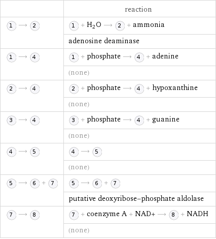  | reaction  ⟶ | + H_2O ⟶ + ammonia  | adenosine deaminase  ⟶ | + phosphate ⟶ + adenine  | (none)  ⟶ | + phosphate ⟶ + hypoxanthine  | (none)  ⟶ | + phosphate ⟶ + guanine  | (none)  ⟶ | ⟶   | (none)  ⟶ + | ⟶ +   | putative deoxyribose-phosphate aldolase  ⟶ | + coenzyme A + NAD+ ⟶ + NADH  | (none)