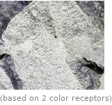  (based on 2 color receptors)