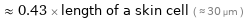  ≈ 0.43 × length of a skin cell ( ≈ 30 µm )