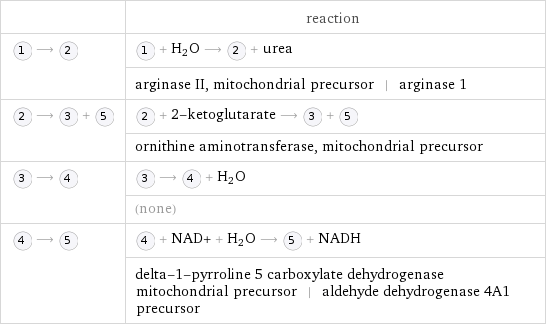  | reaction  ⟶ | + H_2O ⟶ + urea  | arginase II, mitochondrial precursor | arginase 1  ⟶ + | + 2-ketoglutarate ⟶ +   | ornithine aminotransferase, mitochondrial precursor  ⟶ | ⟶ + H_2O  | (none)  ⟶ | + NAD+ + H_2O ⟶ + NADH  | delta-1-pyrroline 5 carboxylate dehydrogenase mitochondrial precursor | aldehyde dehydrogenase 4A1 precursor