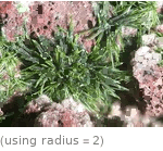  (using radius=2)