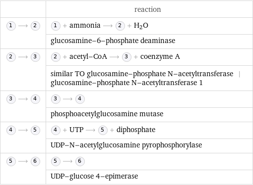  | reaction  ⟶ | + ammonia ⟶ + H_2O  | glucosamine-6-phosphate deaminase  ⟶ | + acetyl-CoA ⟶ + coenzyme A  | similar TO glucosamine-phosphate N-acetyltransferase | glucosamine-phosphate N-acetyltransferase 1  ⟶ | ⟶   | phosphoacetylglucosamine mutase  ⟶ | + UTP ⟶ + diphosphate  | UDP-N-acetylglucosamine pyrophosphorylase  ⟶ | ⟶   | UDP-glucose 4-epimerase