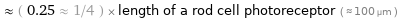  ≈ ( 0.25 ≈ 1/4 ) × length of a rod cell photoreceptor ( ≈ 100 µm )