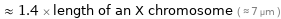  ≈ 1.4 × length of an X chromosome ( ≈ 7 µm )