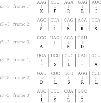 (5'-3' frame 1) | AAG | CCU | AGA | GAG | AUC ↓ | ↓ | ↓ | ↓ | ↓ K | P | R | E | I (5'-3' frame 2) | AGC | CUA | GAG | AGA | UCA ↓ | ↓ | ↓ | ↓ | ↓ S | L | E | R | S (5'-3' frame 3) | GCC | UAG | AGA | GAU ↓ | ↓ | ↓ | ↓ A | - | R | D (3'-5' frame 1) | UGA | UCU | CUC | UAG | GCU ↓ | ↓ | ↓ | ↓ | ↓ - | S | L | - | A (3'-5' frame 2) | GAU | CUC | UCU | AGG | CUU ↓ | ↓ | ↓ | ↓ | ↓ D | L | S | R | L (3'-5' frame 3) | AUC | UCU | CUA | GGC ↓ | ↓ | ↓ | ↓ I | S | L | G