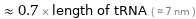  ≈ 0.7 × length of tRNA ( ≈ 7 nm )