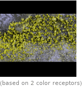  (based on 2 color receptors)