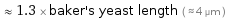  ≈ 1.3 × baker's yeast length ( ≈ 4 µm )