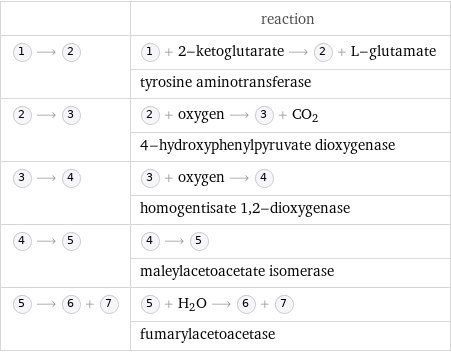  | reaction  ⟶ | + 2-ketoglutarate ⟶ + L-glutamate  | tyrosine aminotransferase  ⟶ | + oxygen ⟶ + CO_2  | 4-hydroxyphenylpyruvate dioxygenase  ⟶ | + oxygen ⟶   | homogentisate 1, 2-dioxygenase  ⟶ | ⟶   | maleylacetoacetate isomerase  ⟶ + | + H_2O ⟶ +   | fumarylacetoacetase