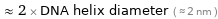  ≈ 2 × DNA helix diameter ( ≈ 2 nm )