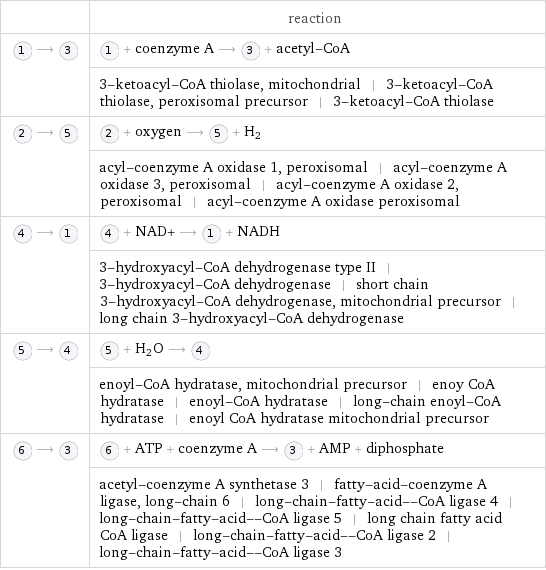  | reaction  ⟶ | + coenzyme A ⟶ + acetyl-CoA  | 3-ketoacyl-CoA thiolase, mitochondrial | 3-ketoacyl-CoA thiolase, peroxisomal precursor | 3-ketoacyl-CoA thiolase  ⟶ | + oxygen ⟶ + H_2  | acyl-coenzyme A oxidase 1, peroxisomal | acyl-coenzyme A oxidase 3, peroxisomal | acyl-coenzyme A oxidase 2, peroxisomal | acyl-coenzyme A oxidase peroxisomal  ⟶ | + NAD+ ⟶ + NADH  | 3-hydroxyacyl-CoA dehydrogenase type II | 3-hydroxyacyl-CoA dehydrogenase | short chain 3-hydroxyacyl-CoA dehydrogenase, mitochondrial precursor | long chain 3-hydroxyacyl-CoA dehydrogenase  ⟶ | + H_2O ⟶   | enoyl-CoA hydratase, mitochondrial precursor | enoy CoA hydratase | enoyl-CoA hydratase | long-chain enoyl-CoA hydratase | enoyl CoA hydratase mitochondrial precursor  ⟶ | + ATP + coenzyme A ⟶ + AMP + diphosphate  | acetyl-coenzyme A synthetase 3 | fatty-acid-coenzyme A ligase, long-chain 6 | long-chain-fatty-acid--CoA ligase 4 | long-chain-fatty-acid--CoA ligase 5 | long chain fatty acid CoA ligase | long-chain-fatty-acid--CoA ligase 2 | long-chain-fatty-acid--CoA ligase 3