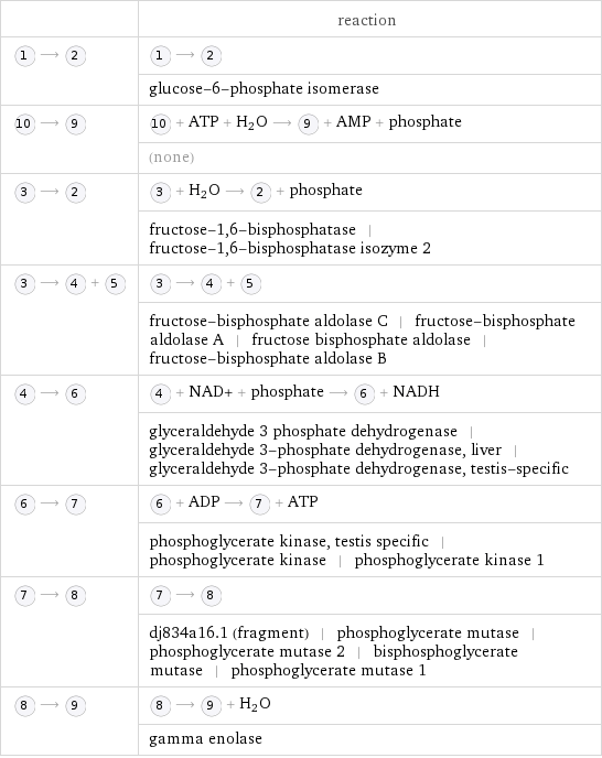  | reaction  ⟶ | ⟶   | glucose-6-phosphate isomerase  ⟶ | + ATP + H_2O ⟶ + AMP + phosphate  | (none)  ⟶ | + H_2O ⟶ + phosphate  | fructose-1, 6-bisphosphatase | fructose-1, 6-bisphosphatase isozyme 2  ⟶ + | ⟶ +   | fructose-bisphosphate aldolase C | fructose-bisphosphate aldolase A | fructose bisphosphate aldolase | fructose-bisphosphate aldolase B  ⟶ | + NAD+ + phosphate ⟶ + NADH  | glyceraldehyde 3 phosphate dehydrogenase | glyceraldehyde 3-phosphate dehydrogenase, liver | glyceraldehyde 3-phosphate dehydrogenase, testis-specific  ⟶ | + ADP ⟶ + ATP  | phosphoglycerate kinase, testis specific | phosphoglycerate kinase | phosphoglycerate kinase 1  ⟶ | ⟶   | dj834a16.1 (fragment) | phosphoglycerate mutase | phosphoglycerate mutase 2 | bisphosphoglycerate mutase | phosphoglycerate mutase 1  ⟶ | ⟶ + H_2O  | gamma enolase